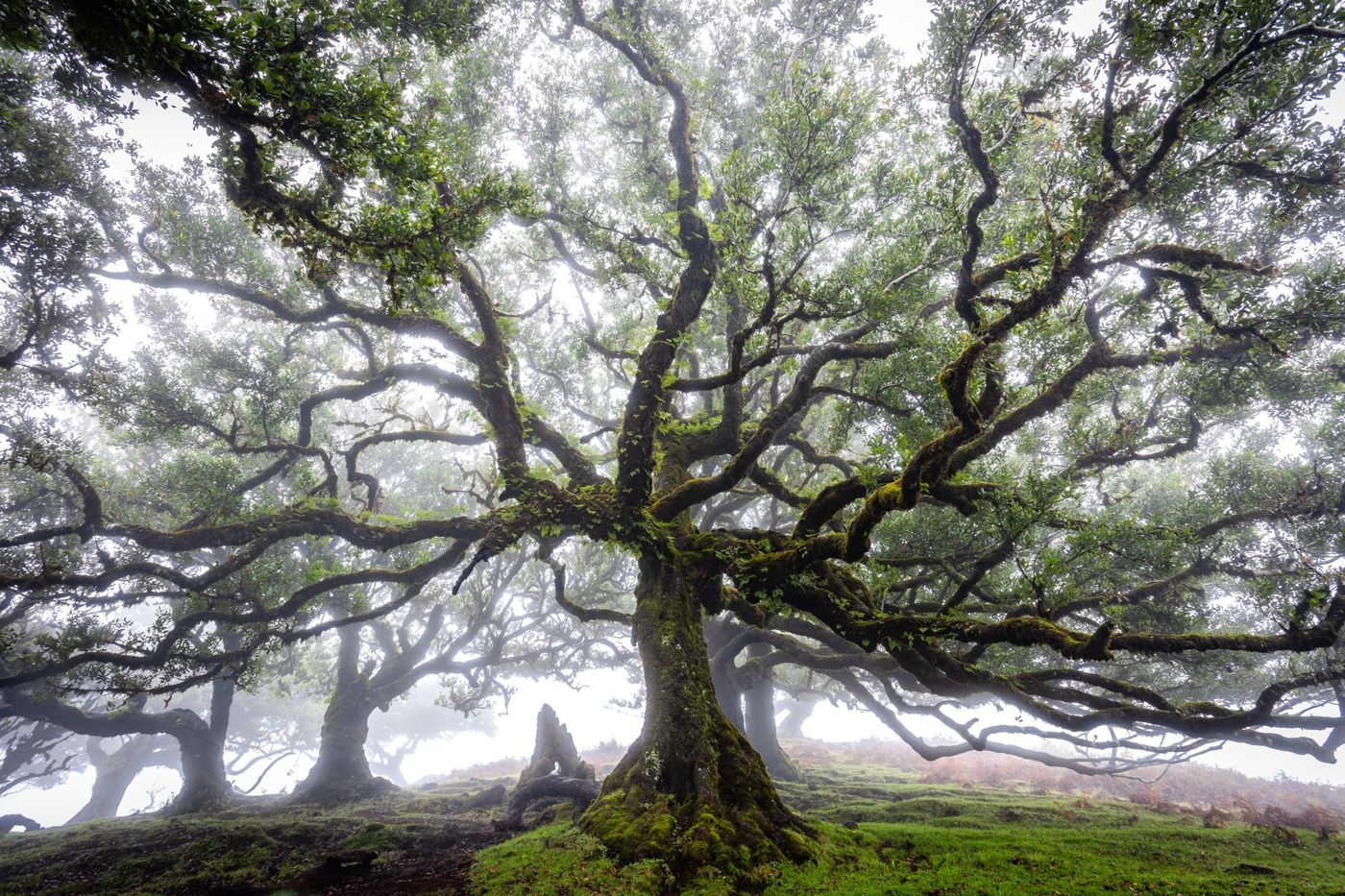 Tall, thick-trunked ancient laurel trees standing on a slope covered in moss and ferns in the Fanal forest.