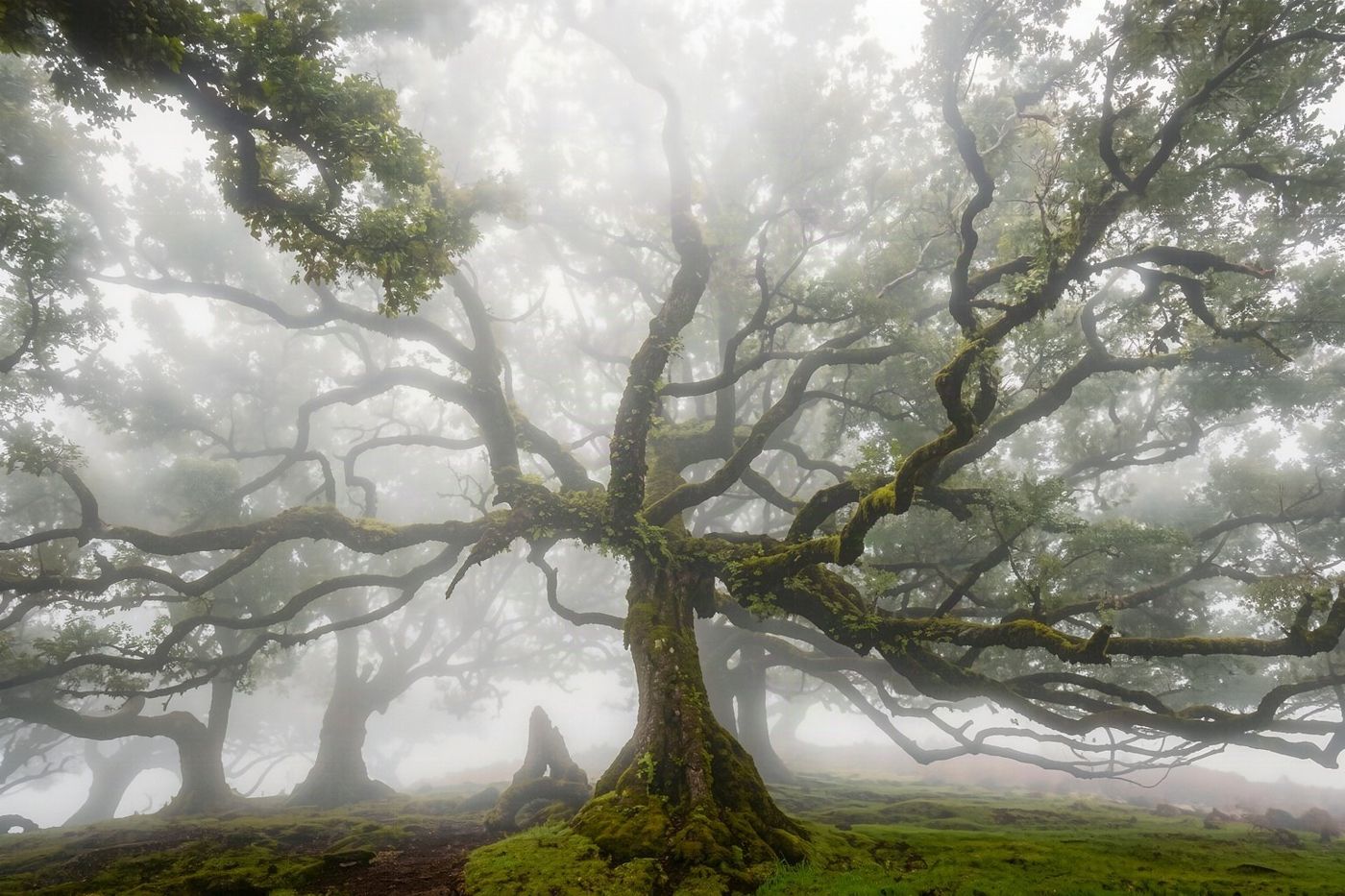 Old til trees standing amidst dense fog in the mountain forest.