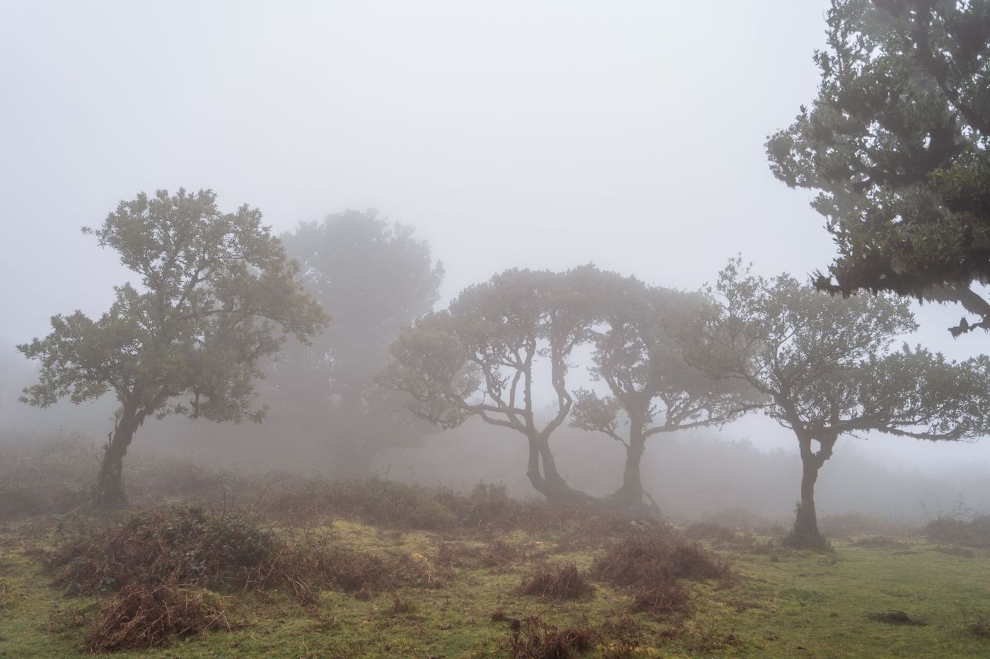 Groups of ancient trees emerging from thick white fog on a mountain slope in the Fanal forest.