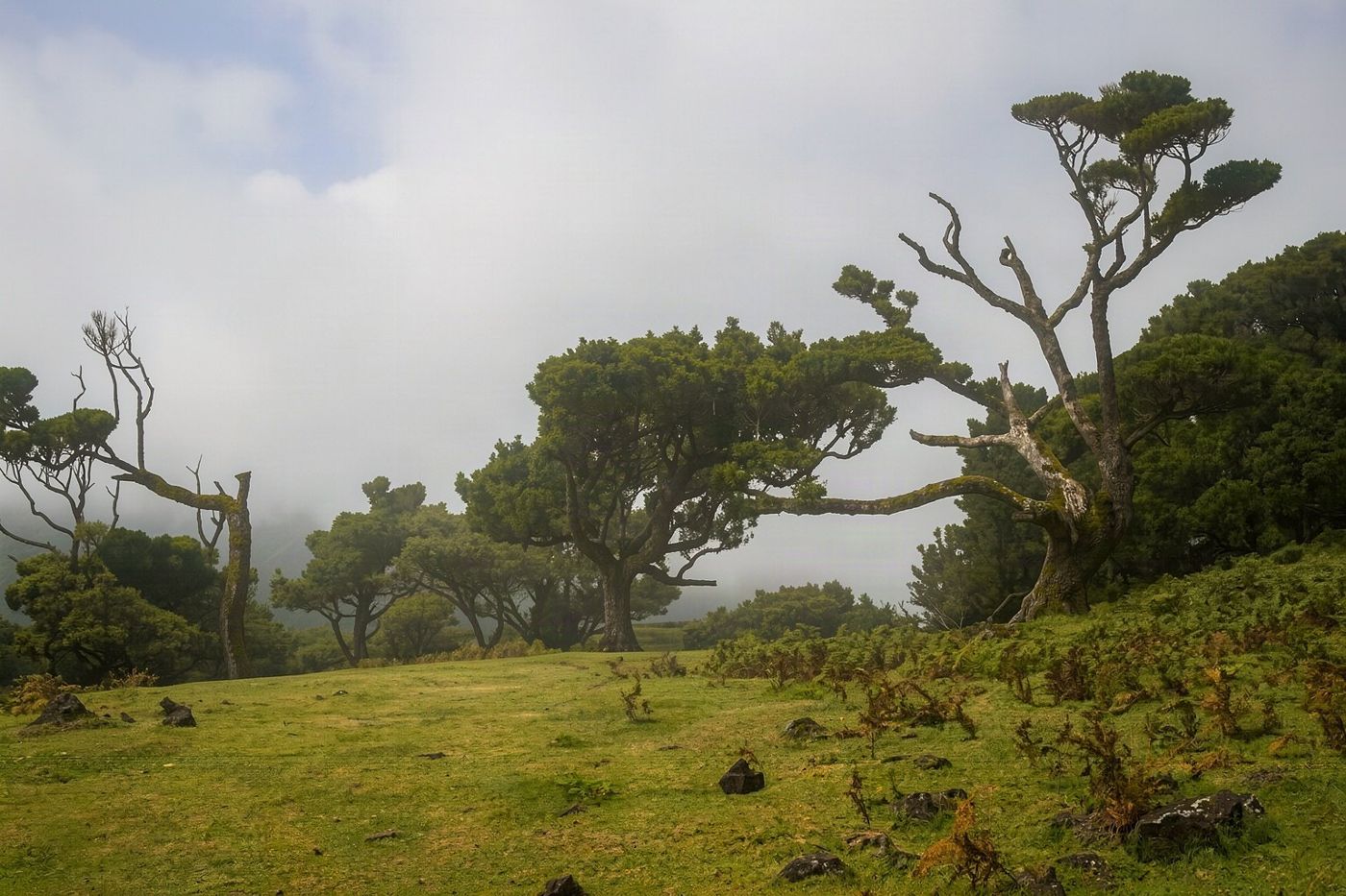 Tall ancient laurel trees shrouded in thick white fog on the Fanal plateau.