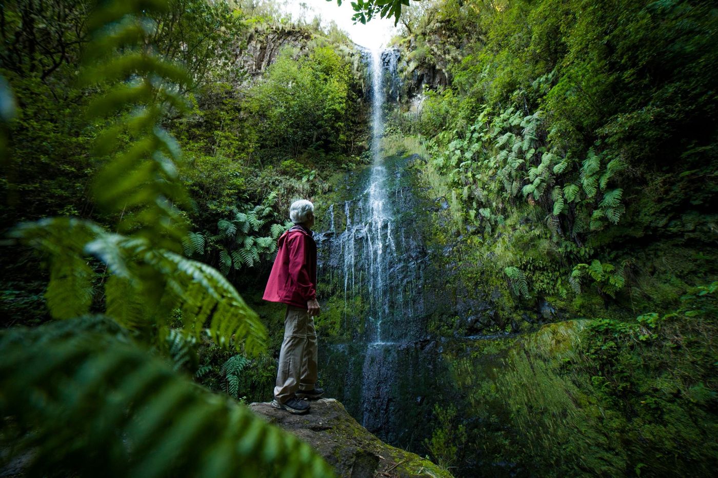 A hiker walking along a mountain path surrounded by misty ancient trees near Fanal in Madeira.