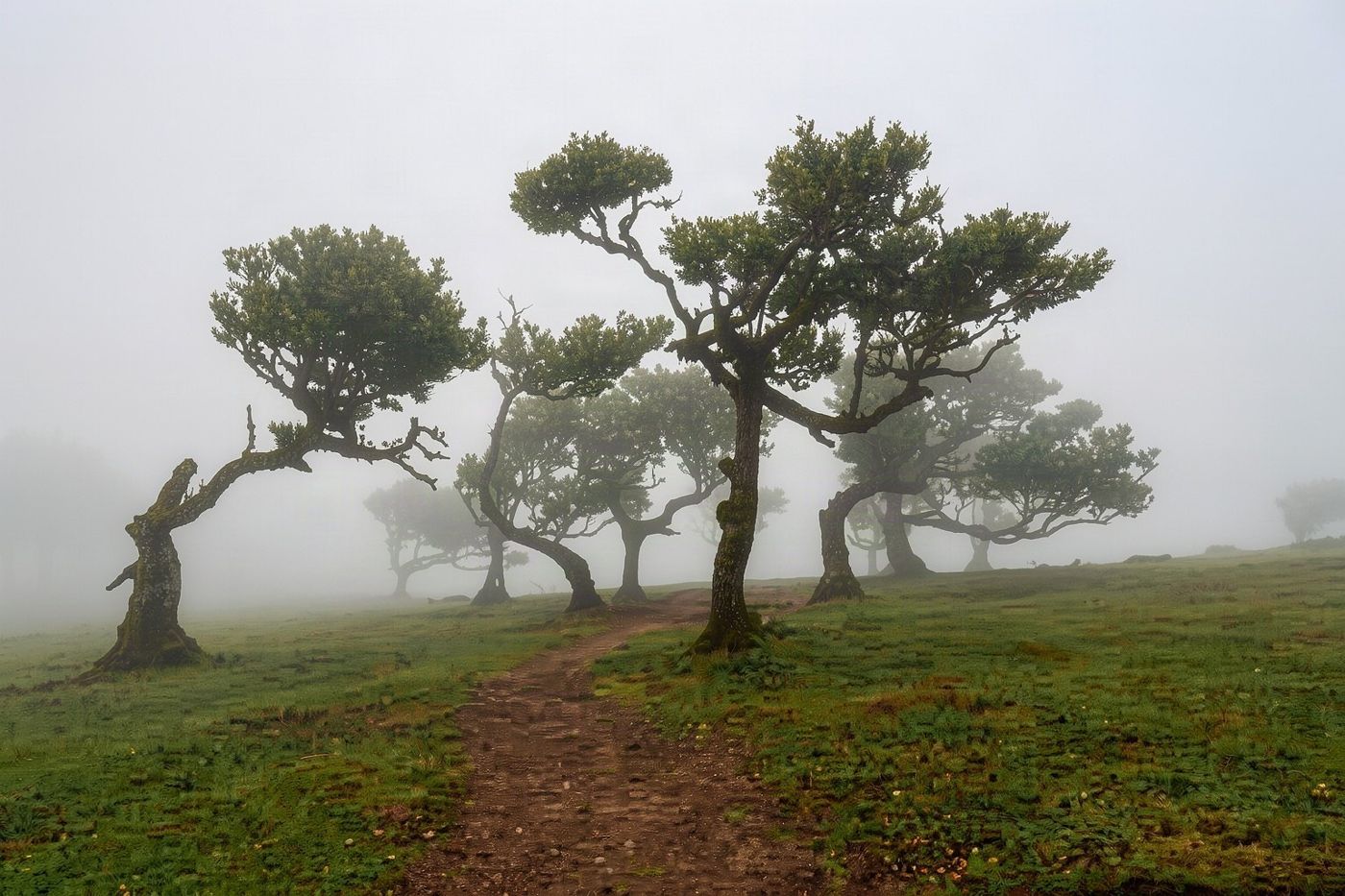 A winding path through dense fog and ancient trees in the Fanal forest area of Madeira.