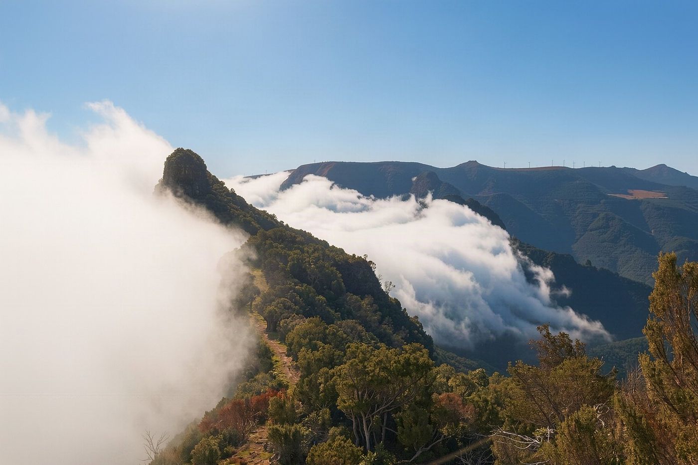 Ancient laurel trees standing tall in thick white mist on the high altitude plateau of Fanal.