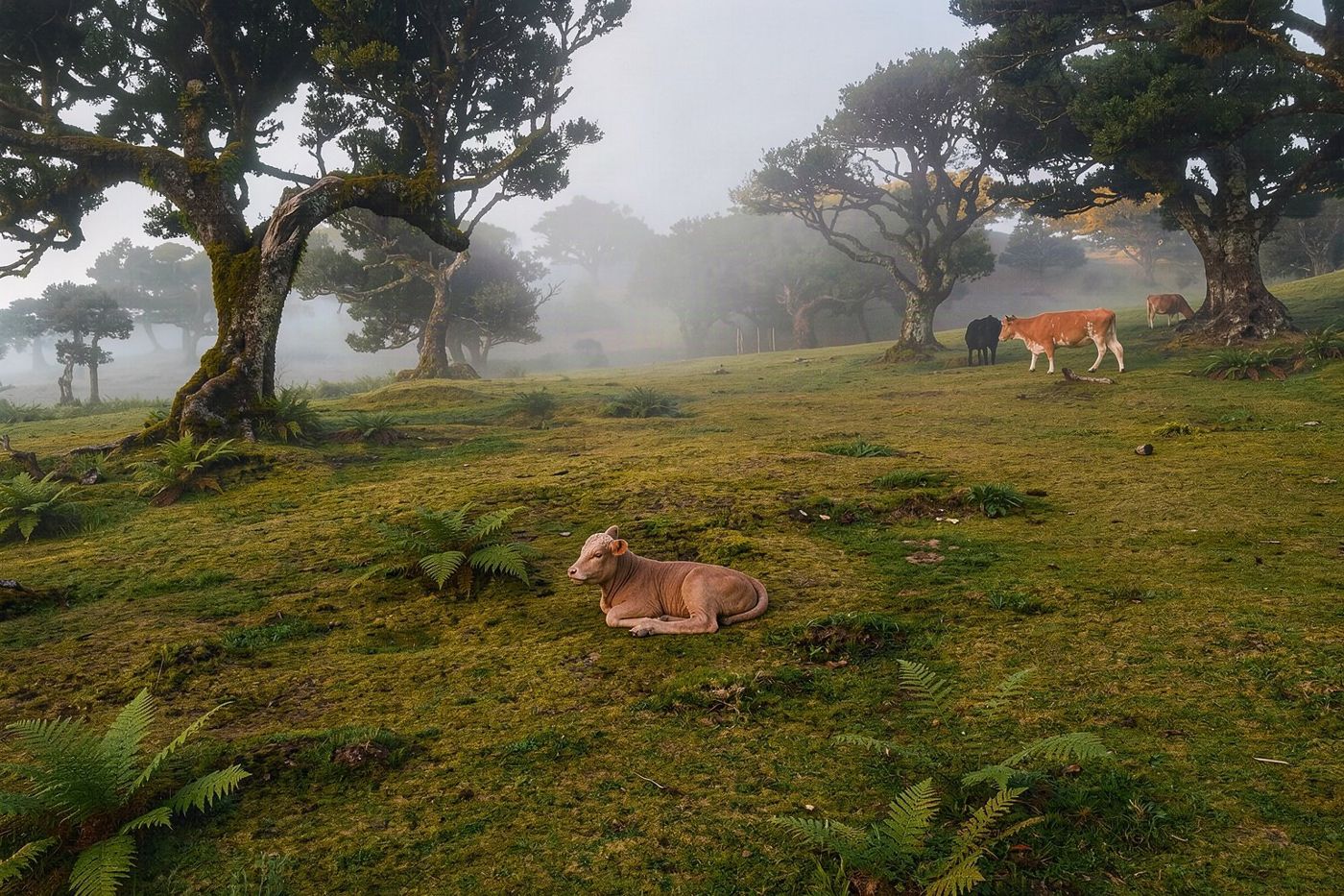 Dichte grüne Vegetation, bedeckt mit Nebel und Moos, charakteristisch für den Laurisilva-Wald in großer Höhe.
