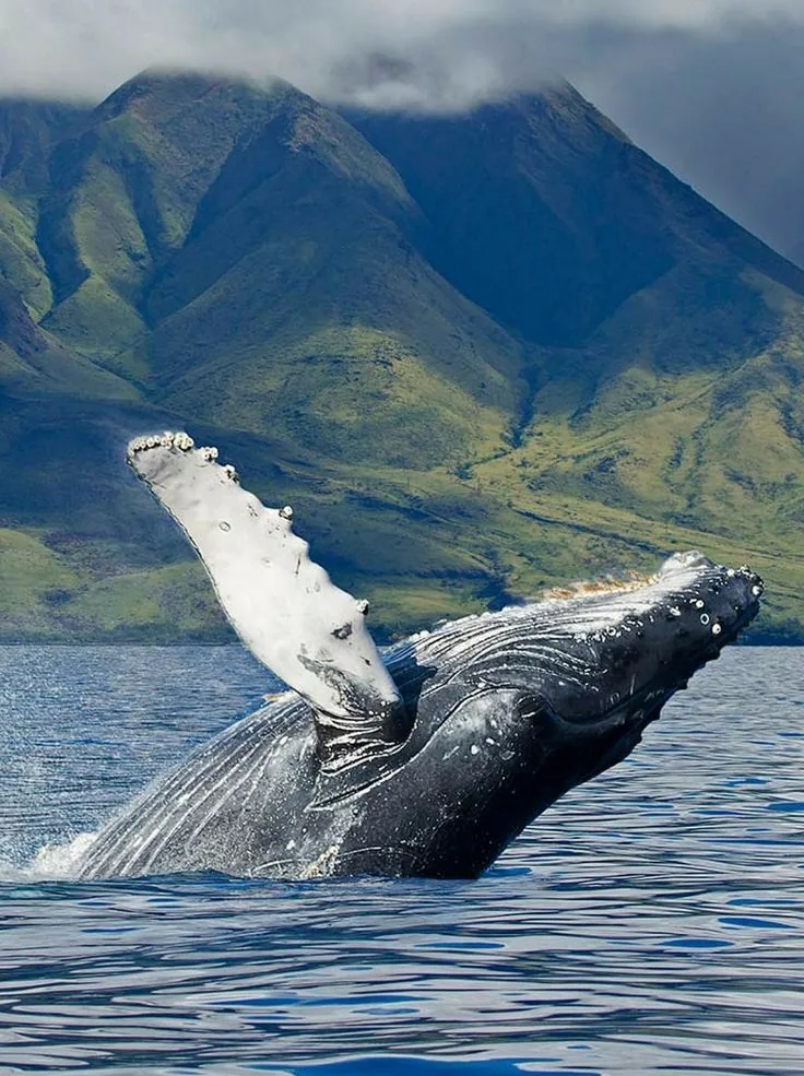Whales, an hour from the marina