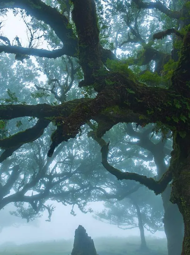 Trees that hold the cloud