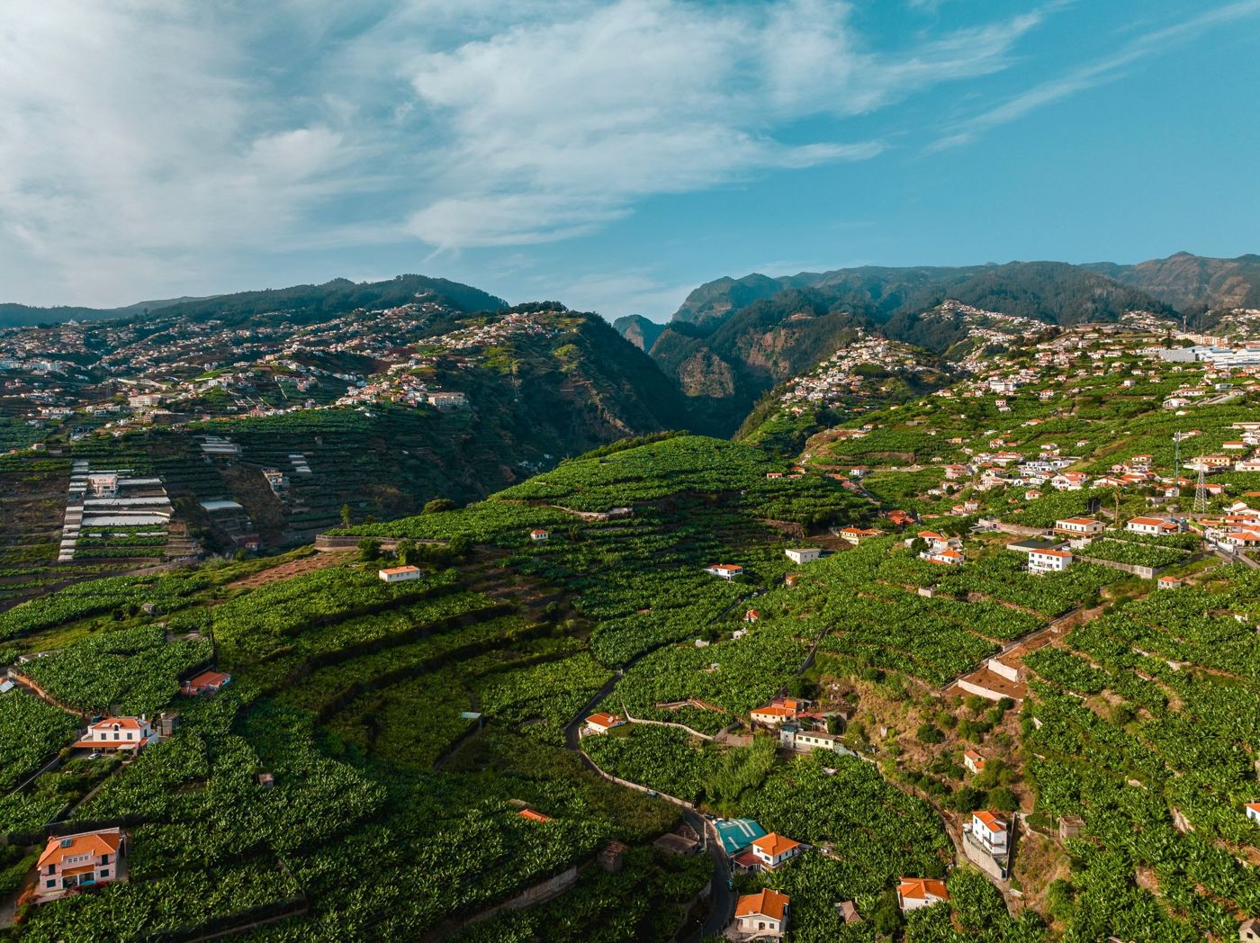 Rows of grapevines growing on steep stone-walled terraces under a clear blue sky in the village of Estreito.