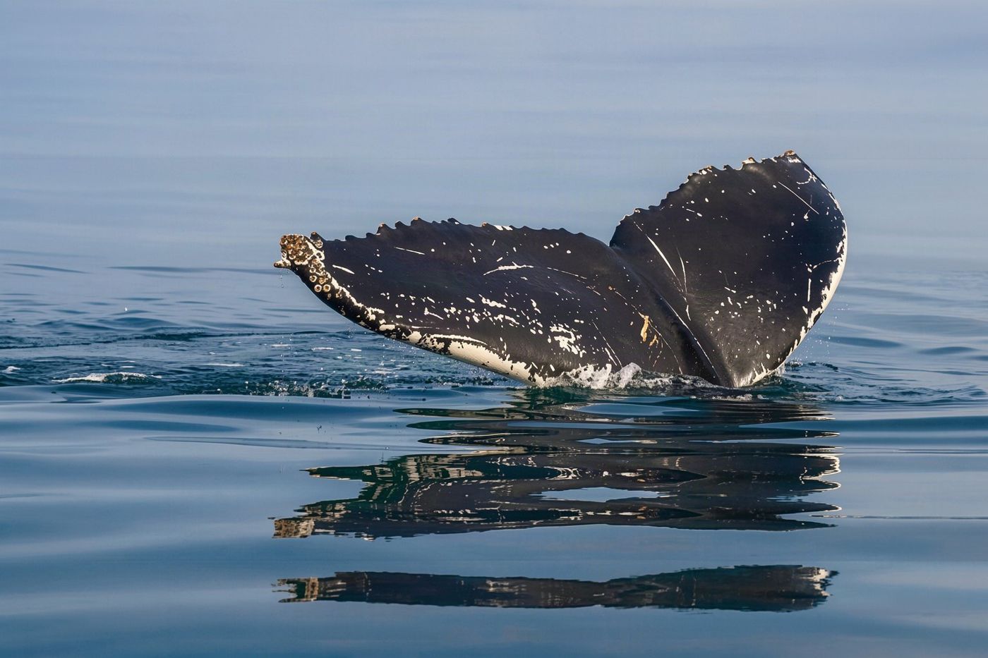 A licensed whale watching vessel navigating the waters off the coast of Caniçal.
