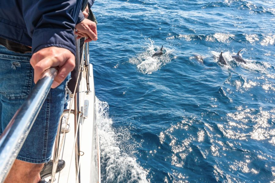 From Funchal: Madeira Dolphin and Whale Watching Tour by VMT