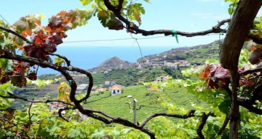 From Funchal: Madeira Wine Tour, Cable Car & Typical Lunch