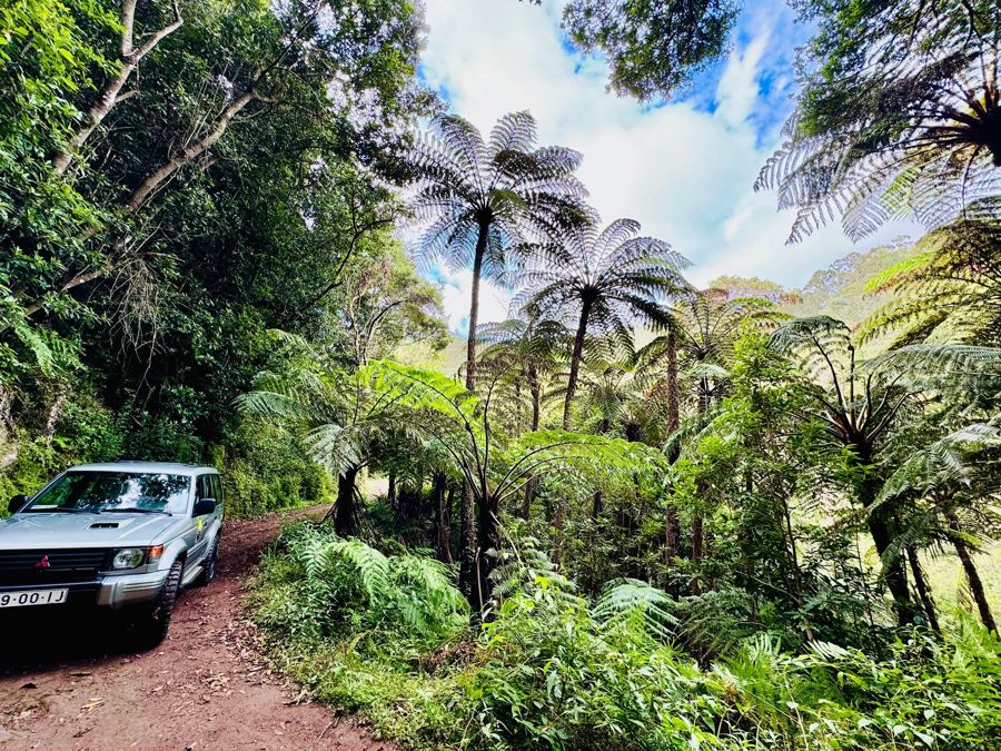 Funchal: 4x4 Jeep Trip to the East and Northeast of Madeira