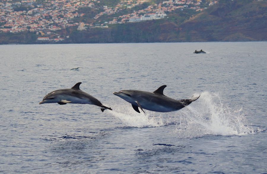 Funchal: Guarantee Wild Dolphin&Whale Watching by RIB