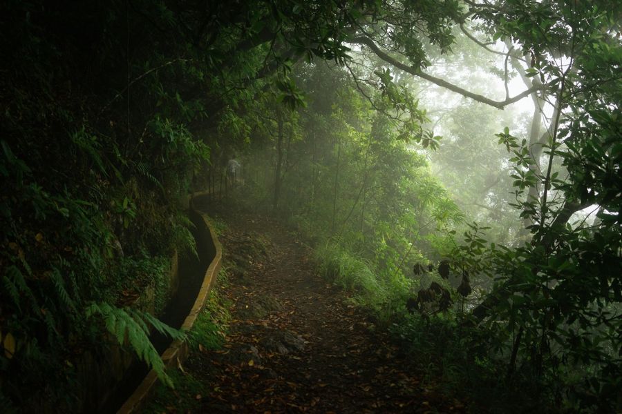 Funchal: Madeira Peaks, Valleys & Forest Hike Private Tour