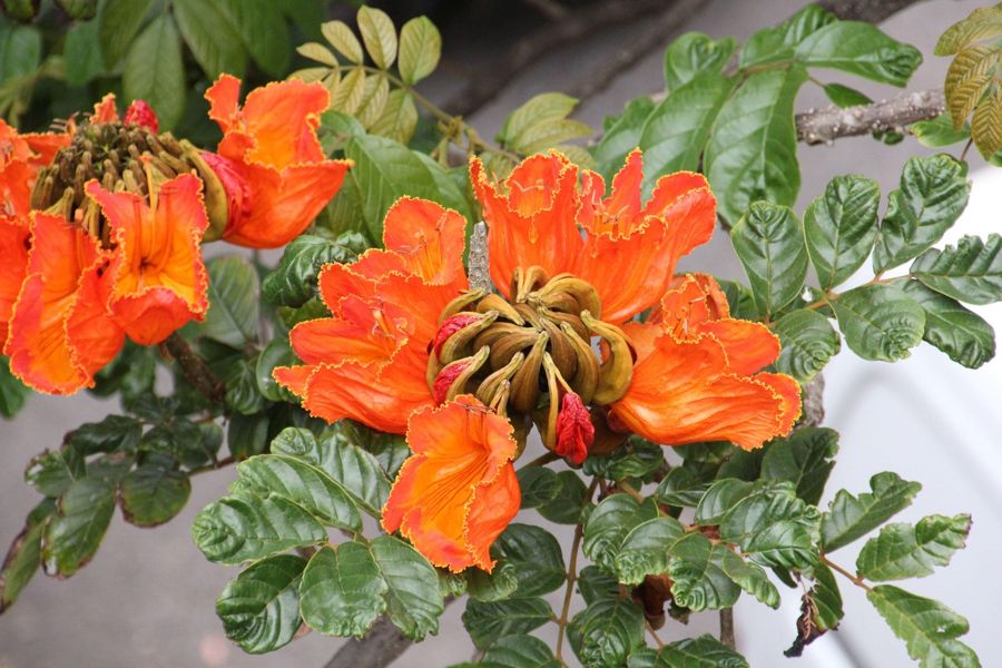 Funchal: Walking tour in a private tropical garden