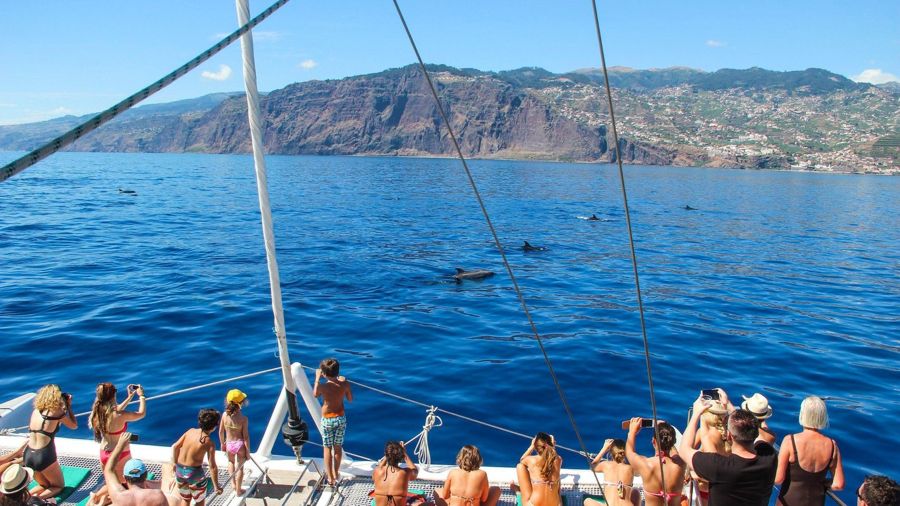 Madeira: Dolphin and Whale-watching Catamaran Tour