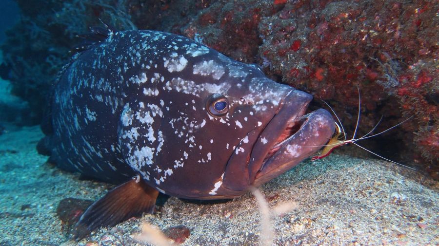 Madeira: National Marine Reserve 2-Dive Trip