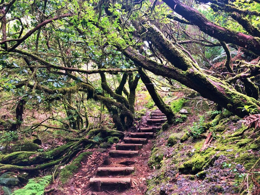 Madeira: Private Guided Vereda do Fanal Walk PR13